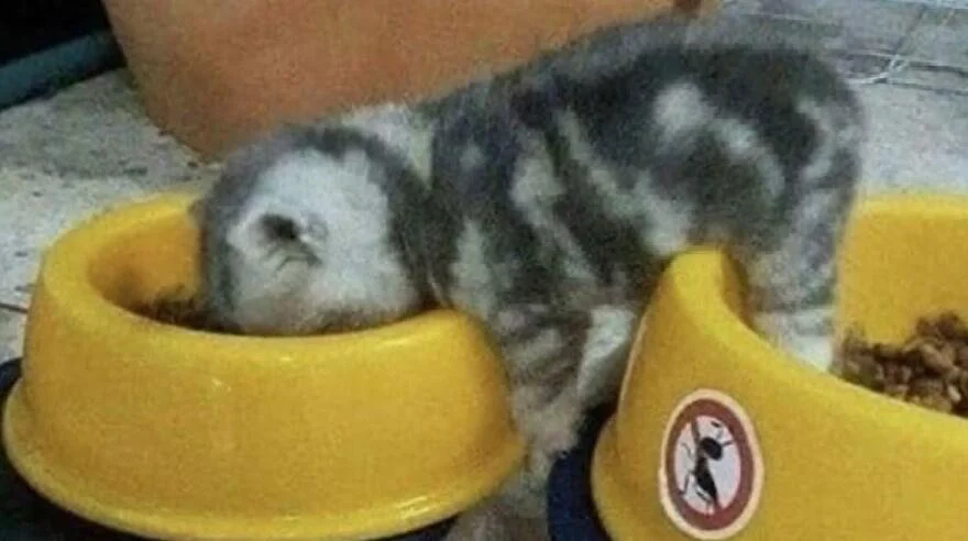 Котики, которые взорвали интернет этой весной