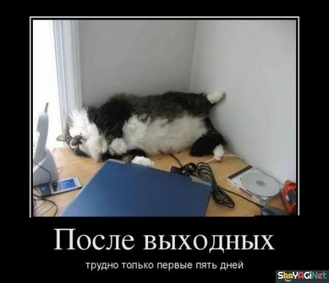 Убойные демотиваторы: заряд позитива на весь день демотиваторы, приколы, юмор, позитив, картинки
