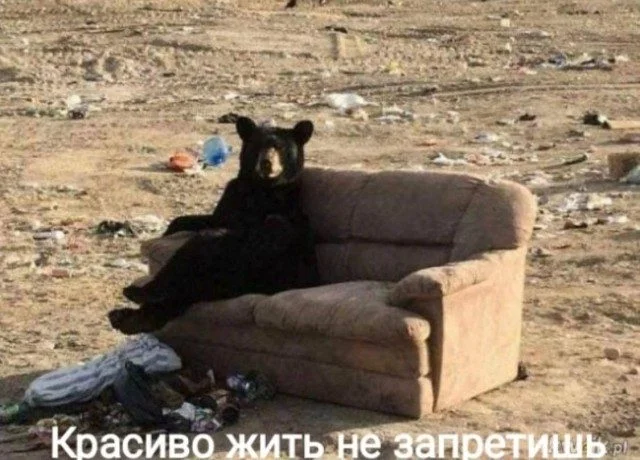 Язвительный юмор премиум-класса юмор, приколы, картинки, сатира, подборка