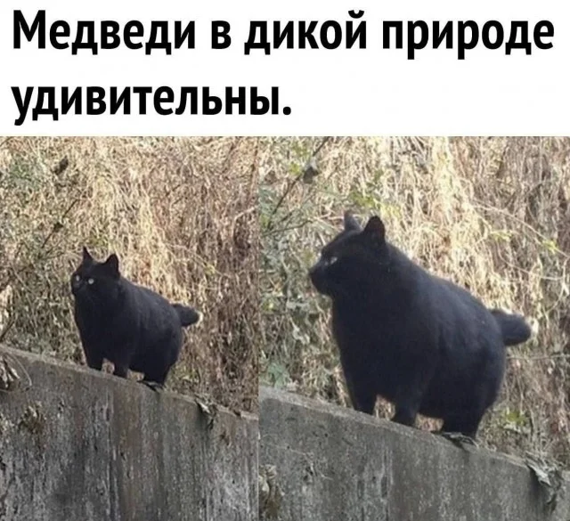 Порция смеха на «маленькую пятницу» мемы, приколы, юмор, картинки, настроение