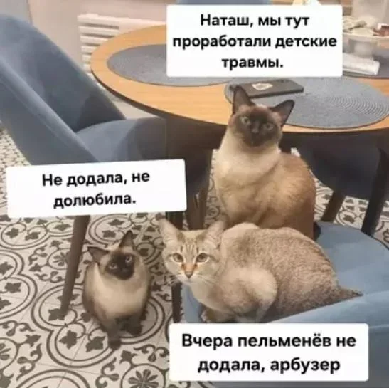 Коты-психотерапевты и ремонт лета: мемная подборка мемы, приколы, коты, юмор, подборка