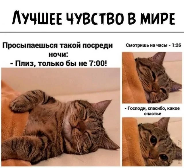 Коты-психотерапевты и ремонт лета: мемная подборка мемы, приколы, коты, юмор, подборка