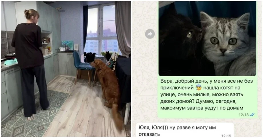 В арендованной квартире организовали мини-приют для хвостатых животные, приют, аренда, доброта, спасение