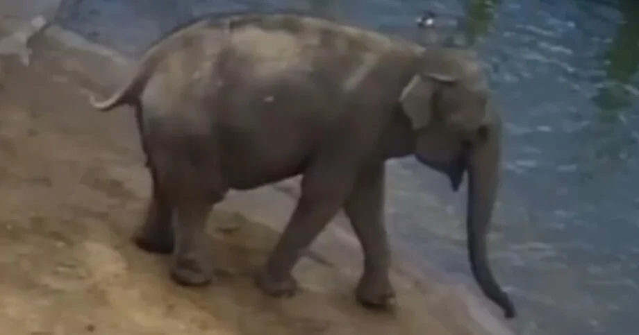 Слониха разогнала птиц в зоопарке. Видео слониха, зоопарк, птицы, огари, бассейн, видео