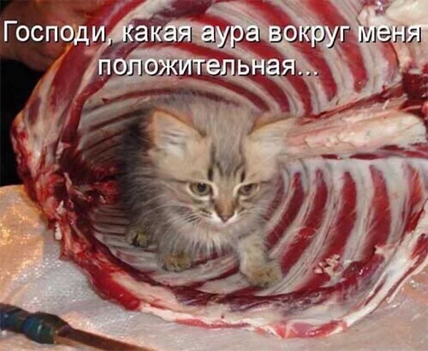 Свежая порция смеха: лучшие мемы недели юмор, мемы, картинки, приколы, позитив