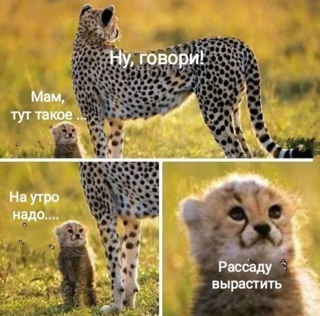 Мемы для ночных пересылок Мемы для ночных пересылок мемы, приколы, ночь, подборка
