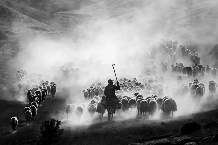 15 фото еды, покоривших жюри World Food Photography Awards 2026 еда, фотография, конкурс, World Food Photography Awards, гастрономия