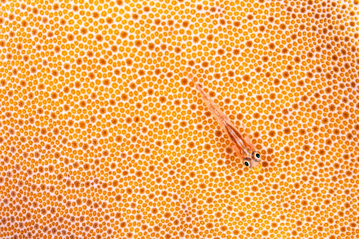 Победители Sony World Photography Awards 2026 и макроконкурса 2025 Победители Sony World Photography Awards 2026 и макроконкурса 2025 Sony World Photography Awards, макросъемка, фотоконкурс, природа, животные, подводный мир, победители, 2026, 2025