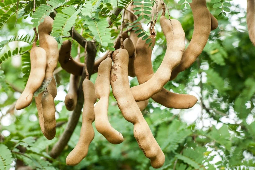 Как выглядят знакомые продукты до того, как их собрали Как выглядят знакомые продукты до того, как их собрали продукты, урожай, как растет, еда, сельское хозяйство, интересное