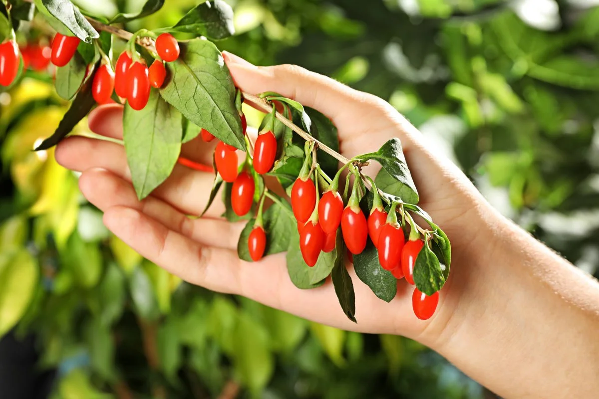 Как выглядят знакомые продукты до того, как их собрали Как выглядят знакомые продукты до того, как их собрали продукты, урожай, как растет, еда, сельское хозяйство, интересное