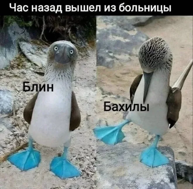 Утренний юмор 6 июня: мемы и гиперактивность мемы, юмор, картинки, приколы, подборка, суббота