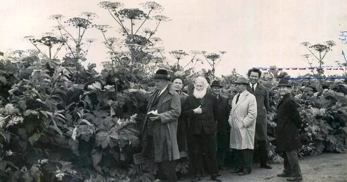 От кормового эксперимента до экологической катастрофы: история борщевика в России борщевик, экология, Россия, история, сельское хозяйство