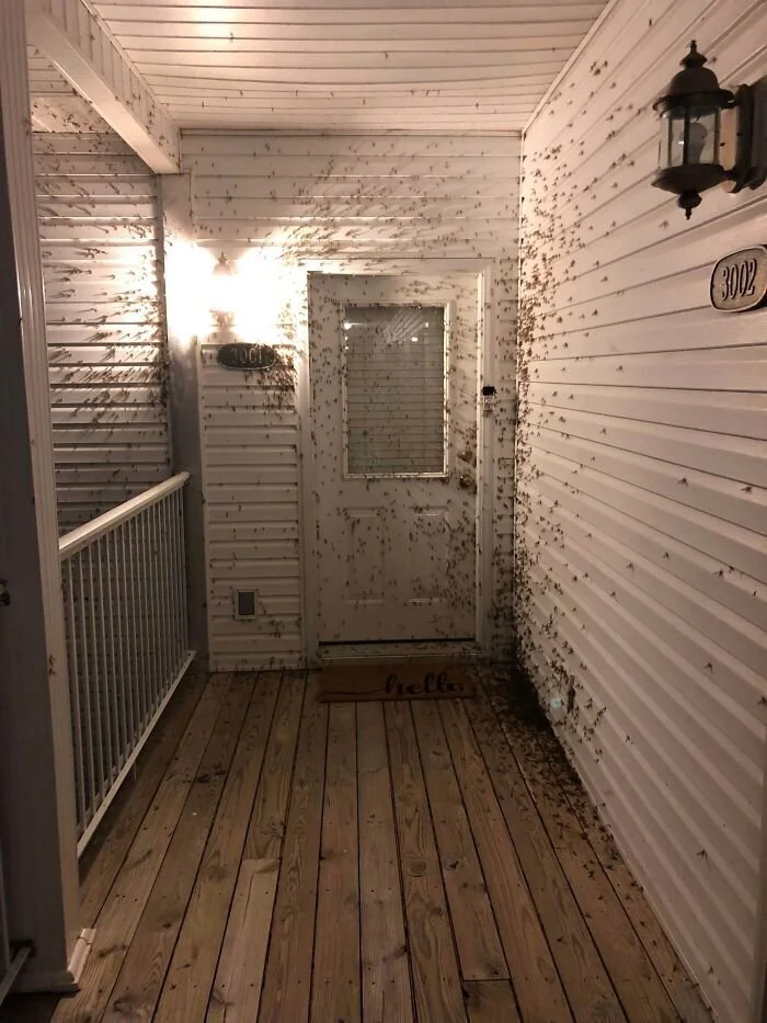 Это тоже природа, но лучше бы её не было Это тоже природа, но лучше бы её не было природа, животные, аномалии, жуть, подборка