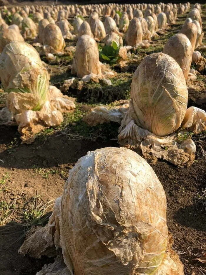 Это тоже природа, но лучше бы её не было Это тоже природа, но лучше бы её не было природа, животные, аномалии, жуть, подборка