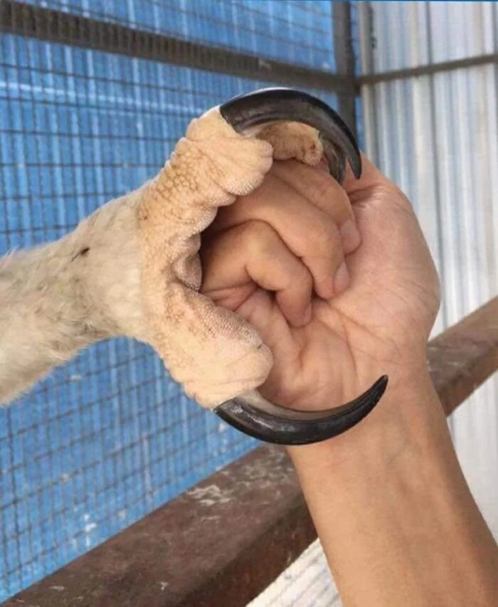 Это тоже природа, но лучше бы её не было Это тоже природа, но лучше бы её не было природа, животные, аномалии, жуть, подборка
