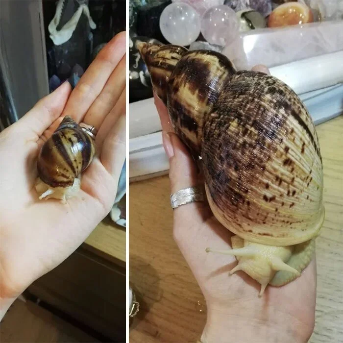 Это тоже природа, но лучше бы её не было Это тоже природа, но лучше бы её не было природа, животные, аномалии, жуть, подборка