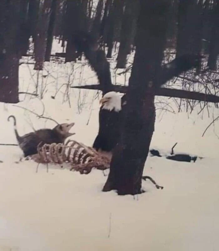 Это тоже природа, но лучше бы её не было Это тоже природа, но лучше бы её не было природа, животные, аномалии, жуть, подборка