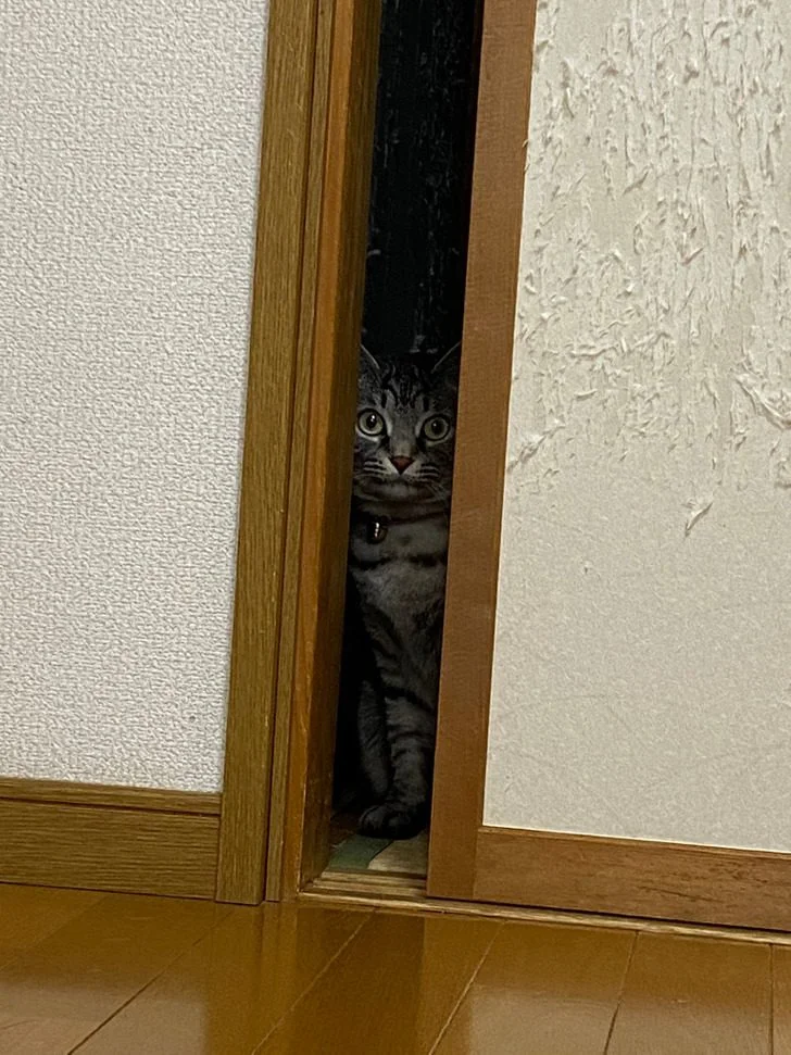 Хвост хвостом: 17+ доказательств, что питомцы не дадут вам скучать кошки, собаки, питомцы, приколы, животные, смешное, подборка