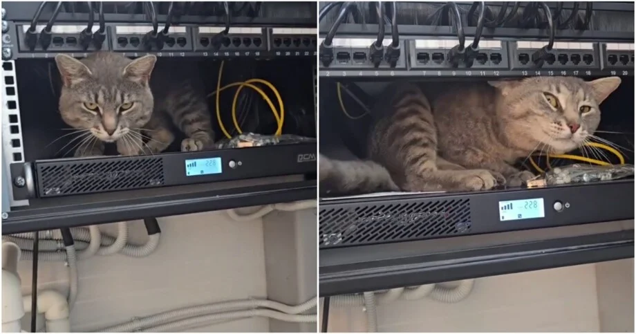 Кот-айтишник ищет интернет коты, интернет, приколы, видео