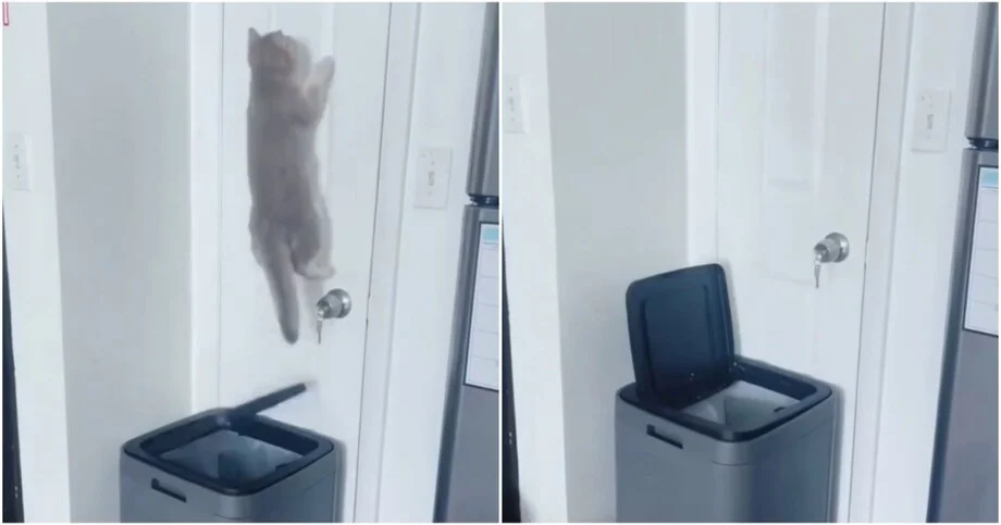 Кошки, которые сами себя перехитрили