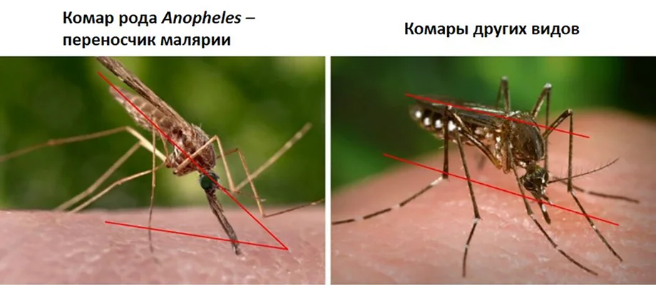 Долгоножка: 3 мифа об огромном «малярийном комаре» долгоножка, карамора, малярийный комар, мифы, насекомое, tipulidae, личинка, огород