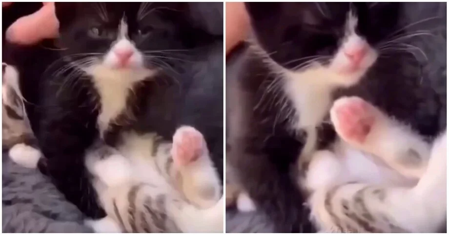 Котёнок с севшей батарейкой: забавное видео