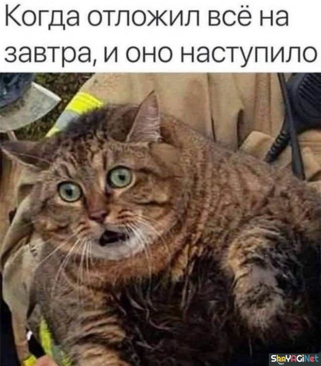 17 мемов «Когда...» для отличного настроения приколы, мемы, когда, смешные картинки