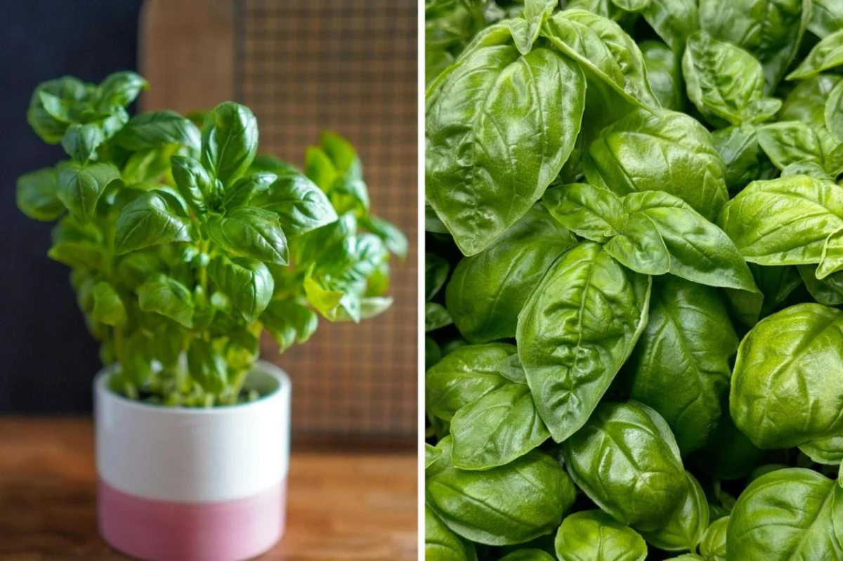 6 подручных средств от комариных укусов: советы дерматолога 6 подручных средств от комариных укусов: советы дерматолога укусы комаров, дети, здоровье, народные средства, первая помощь