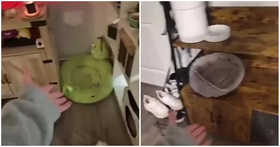 Кошка выбрала коробку вместо лежанки: видео кошка, лежанка, коробка, видео, прикол