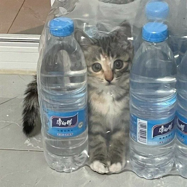 Маскировка со знаком минус: питомцы, которые не умеют прятаться животные,приколы,смешное,провалы,прятки