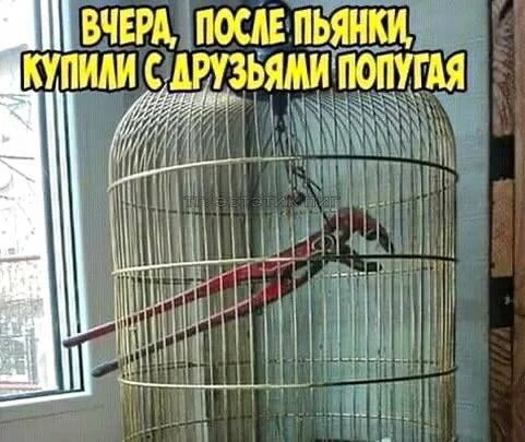 Пятница — время смеяться! 50+ мемов, которые разорвут ваш вечер пятница, мемы, юмор, приколы, картинки, хорошее настроение, выходные