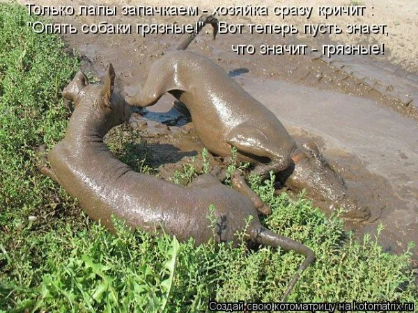 Если деньги не радуют — они чужие деньги, финансы, мотивация, приколы, подборка