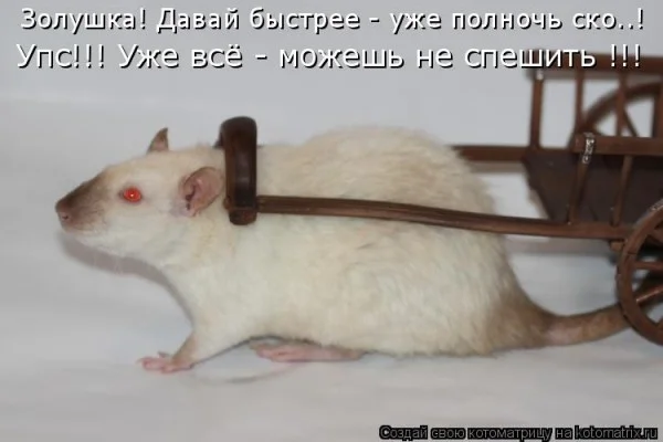 Если деньги не радуют — они чужие деньги, финансы, мотивация, приколы, подборка