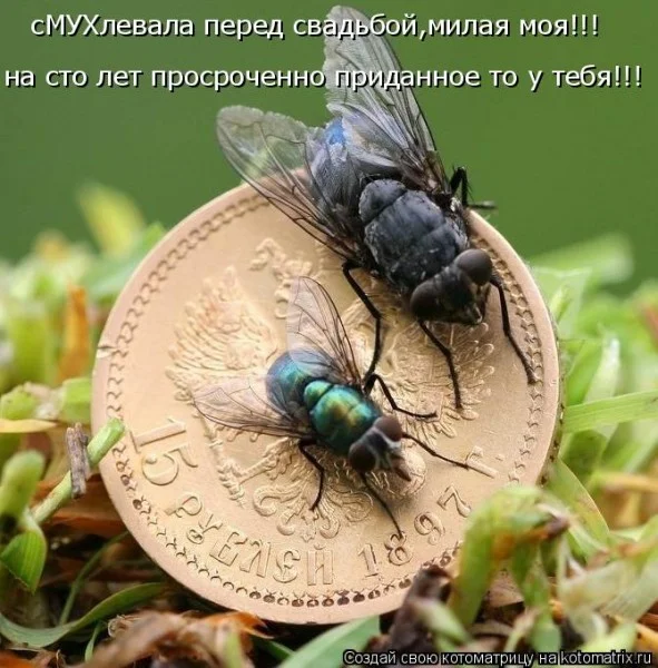 Если деньги не радуют — они чужие деньги, финансы, мотивация, приколы, подборка