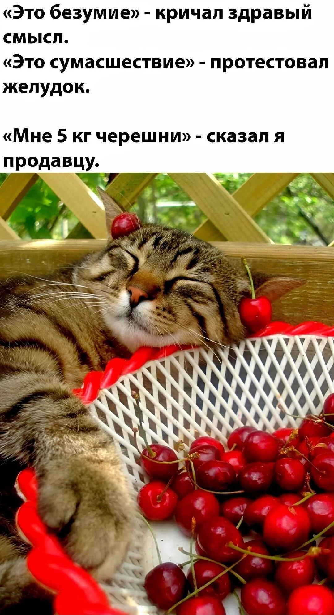 Смешные мемы про черешню: лето в каждой ягодке черешня, мемы, приколы, лето, картинки