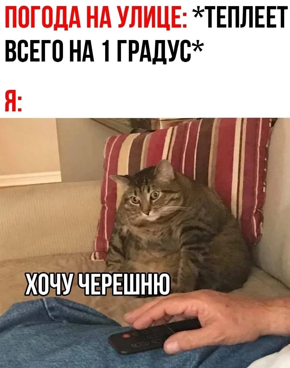 Смешные мемы про черешню: лето в каждой ягодке черешня, мемы, приколы, лето, картинки