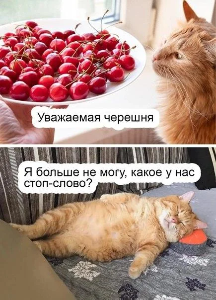 Смешные мемы про черешню: лето в каждой ягодке черешня, мемы, приколы, лето, картинки