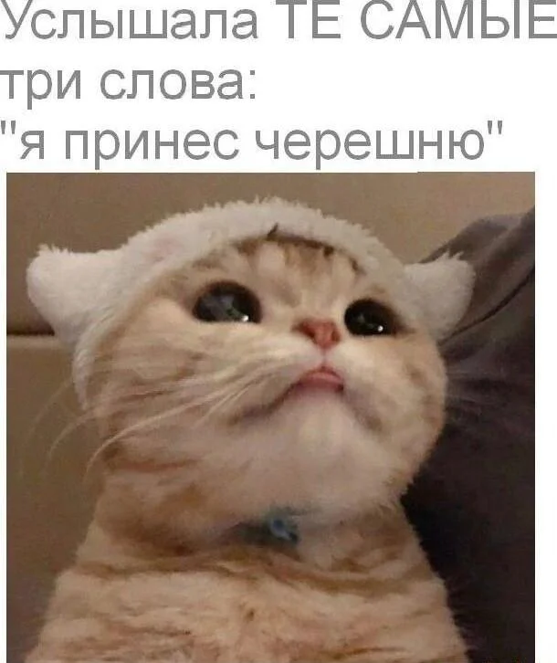 Смешные мемы про черешню: лето в каждой ягодке черешня, мемы, приколы, лето, картинки