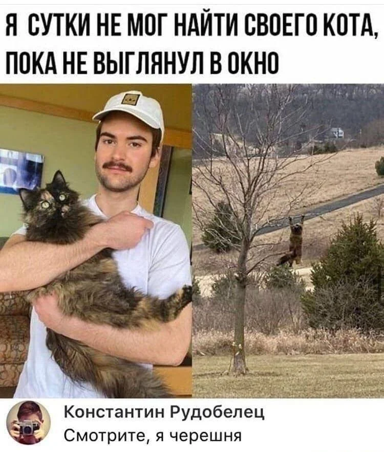 Смешные мемы про черешню: лето в каждой ягодке черешня, мемы, приколы, лето, картинки
