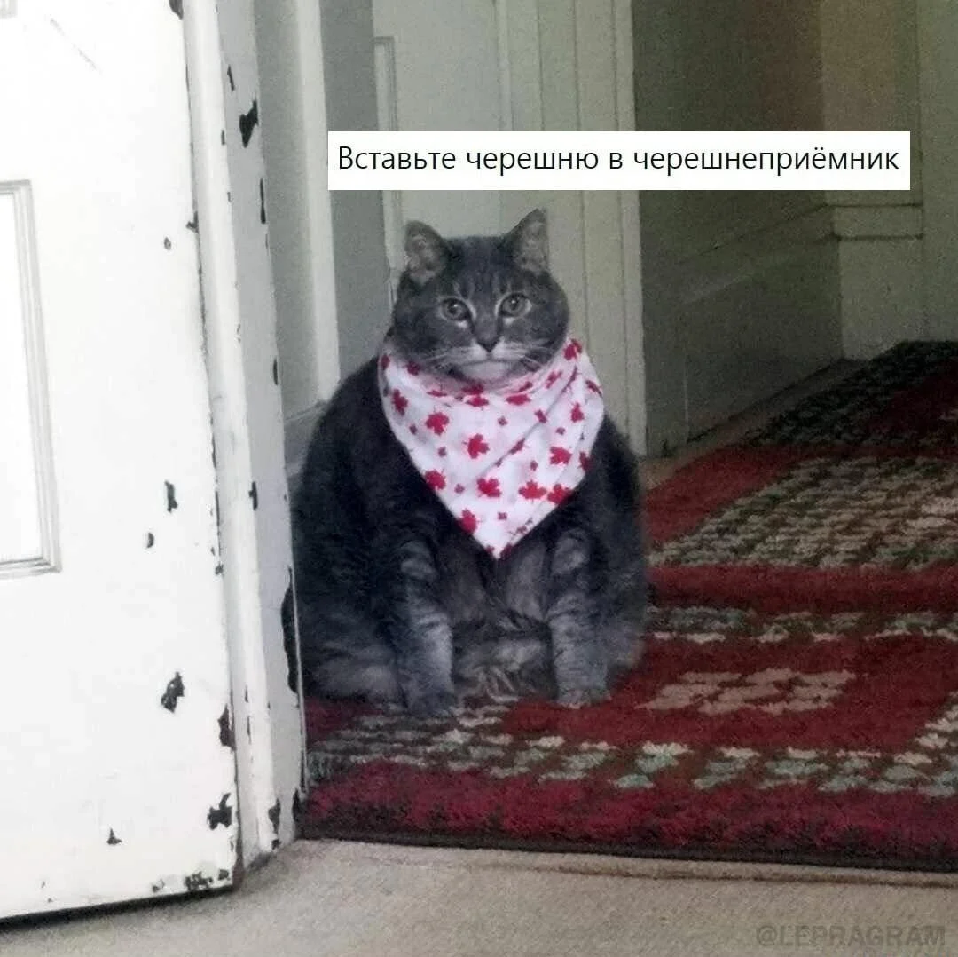 Смешные мемы про черешню: лето в каждой ягодке черешня, мемы, приколы, лето, картинки