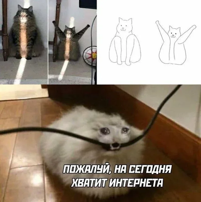Субботняя порция мемов: от икры до лабораторных крыс мемы, приколы, юмор, подборка, смешные картинки