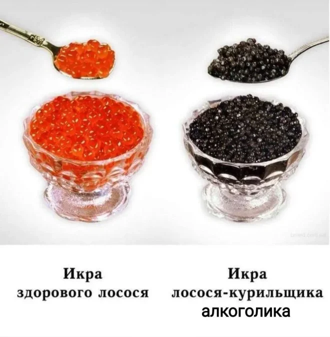 Субботняя порция мемов: от икры до лабораторных крыс мемы, приколы, юмор, подборка, смешные картинки