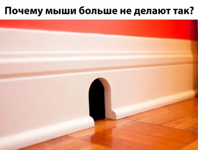 Утренний юмор: мемы про мышей, камни в почках и капитана Кука мемы, юмор, приколы, картинки, подборка
