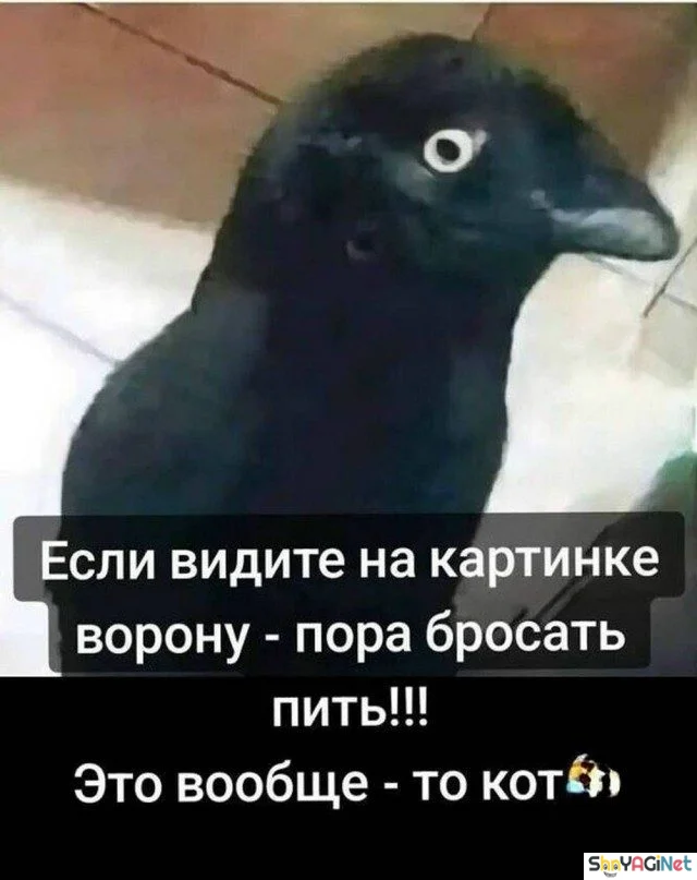 Угарная подборка: свежие мемы и приколы дня приколы, мемы, юмор, картинки, подборка