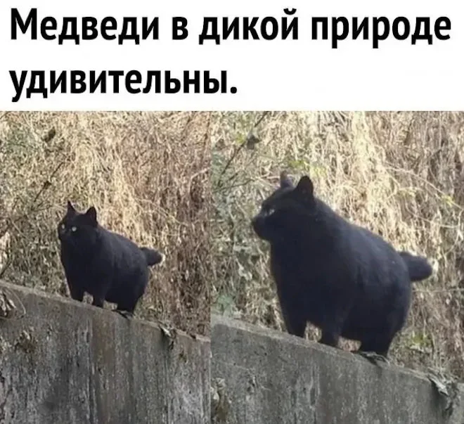 Утренний юмор: мемы про клубнику и летнюю обувь мемы, юмор, приколы, картинки, лето