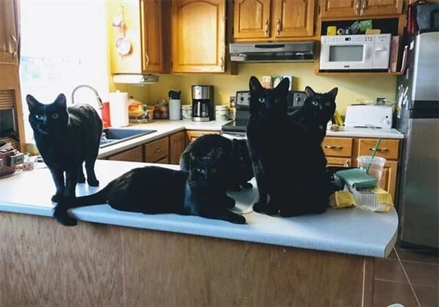 Ночные красавицы: 26 фото черных кошек, от которых захватывает дух