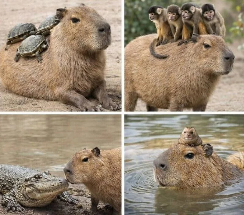 15 фото капибар для мемов: от улыбки до полного дзена капибары, мемы, животные, фото, подборка, приколы, позитив