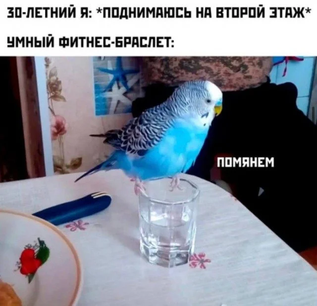 Неудержимая анархия: мемы про налоги, пса и стул из Икеи мемы, приколы, картинки, налоги, собака, икеа