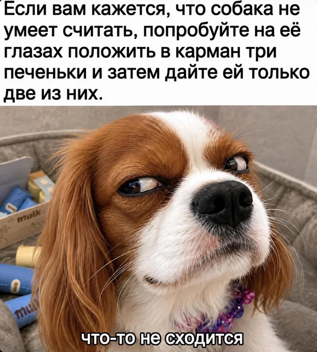 Юмор дня: нейросети, печеньки и собачьи мемы
