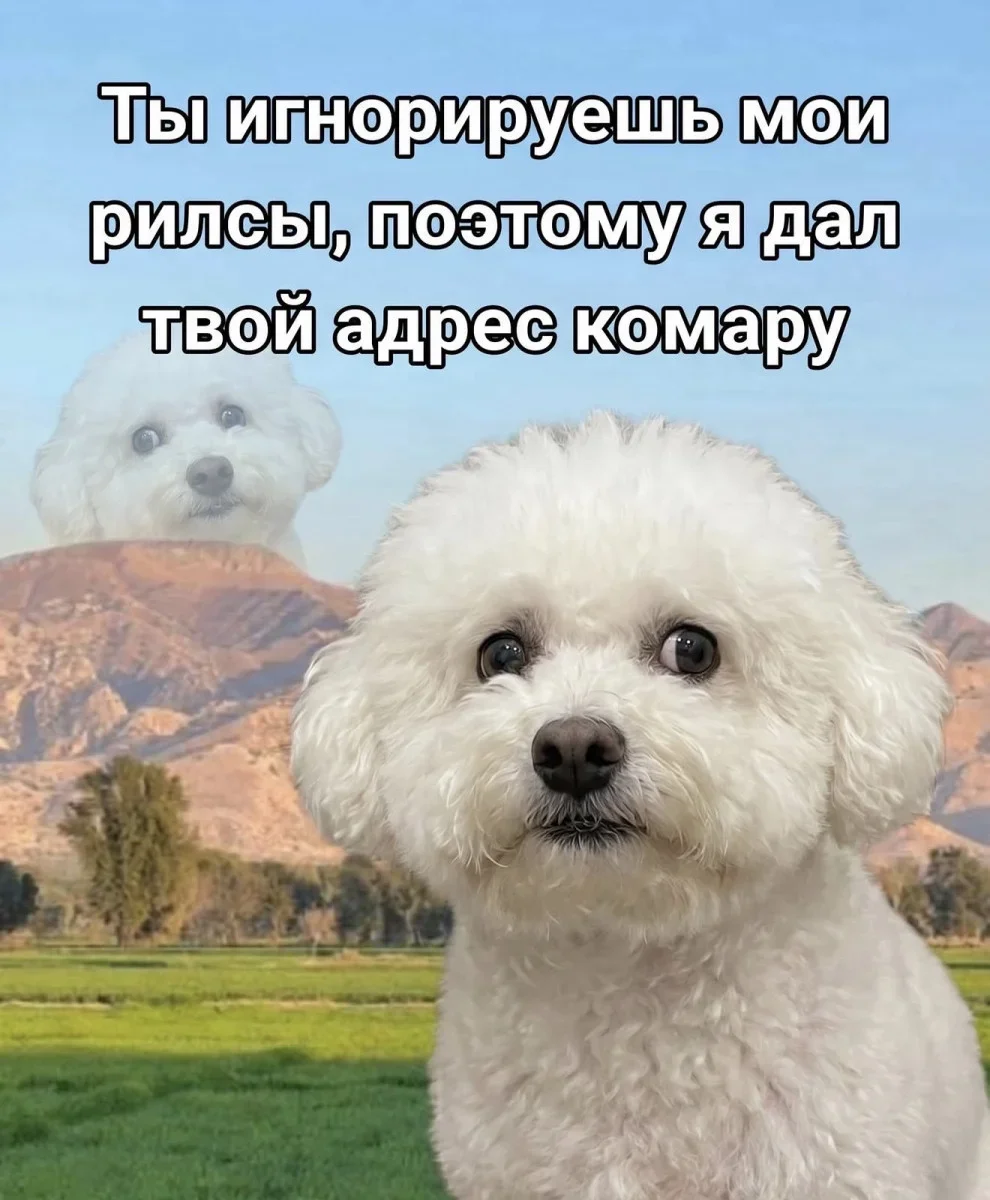 Юмор дня: нейросети, печеньки и собачьи мемы Юмор дня: нейросети, печеньки и собачьи мемы юмор, мемы, приколы, нейросети, собаки